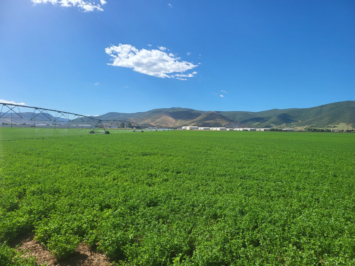 Hay Field